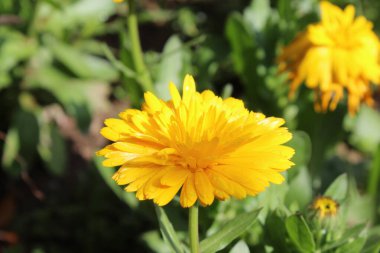 Ruddles, Calendula veya Mary 'nin güzel sarı çiçekleri