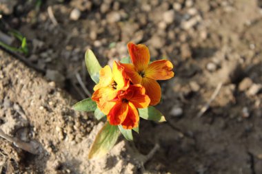 Erysimum cheiri, syn. Cheiranthus Cheiri veya Wallflower