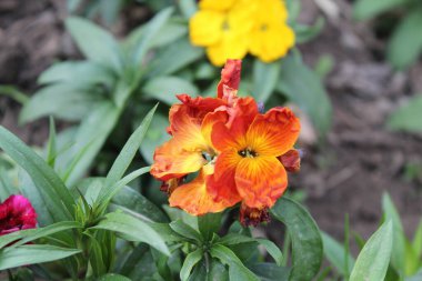 Erysimum cheiri, syn. Cheiranthus Cheiri veya Wallflower