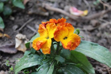 Erysimum cheiri, syn. Cheiranthus Cheiri veya Wallflower