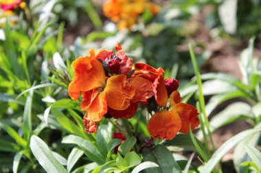 Erysimum cheiri, syn. Cheiranthus Cheiri veya Wallflower