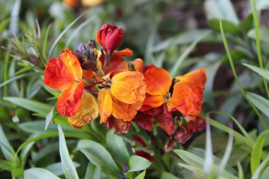Erysimum cheiri, syn. Cheiranthus Cheiri veya Wallflower