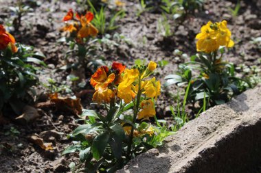 Erysimum cheiri, syn. Cheiranthus Cheiri veya Wallflower