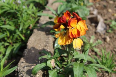 Erysimum cheiri, syn. Cheiranthus Cheiri veya Wallflower