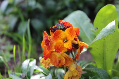 Erysimum cheiri, syn. Cheiranthus Cheiri veya Wallflower