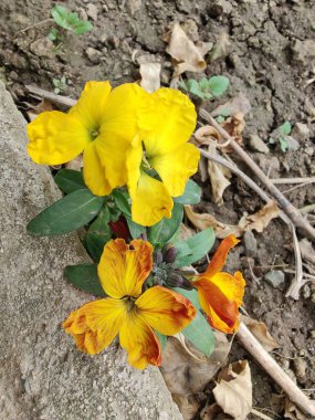 Erysimum cheiri, syn. Cheiranthus Cheiri veya Wallflower