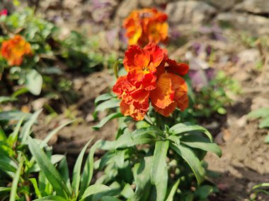 Erysimum cheiri, syn. Cheiranthus Cheiri veya Wallflower