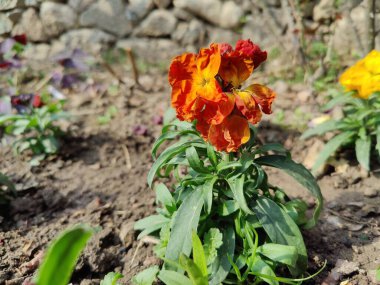 Erysimum cheiri, syn. Cheiranthus Cheiri veya Wallflower