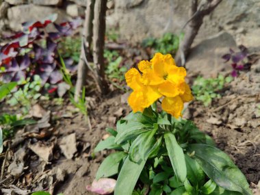 Erysimum cheiri, syn. Cheiranthus Cheiri veya Wallflower