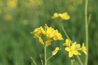 Gözyaşı tohumu, Brassica ya da yağ tohumu tecavüzü