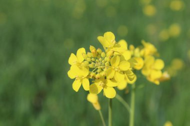 Gözyaşı tohumu, Brassica ya da yağ tohumu tecavüzü