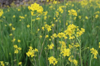 Gözyaşı tohumu, Brassica ya da yağ tohumu tecavüzü