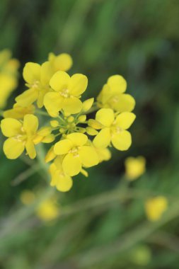 Gözyaşı tohumu, Brassica ya da yağ tohumu tecavüzü