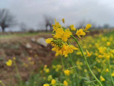 Gözyaşı tohumu, Brassica ya da yağ tohumu tecavüzü