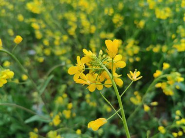 Gözyaşı tohumu, Brassica ya da yağ tohumu tecavüzü
