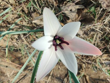 Leydi lale, Tulipa insuana veya Crocus güzel çiçekler. 