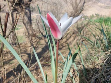 Leydi lale, Tulipa insuana veya Crocus güzel çiçekler. 