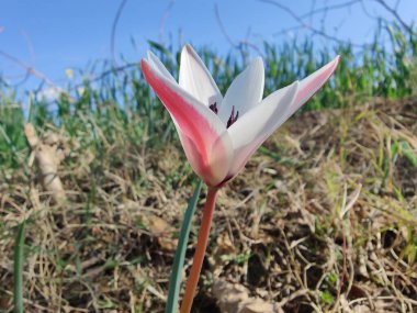 Leydi lale, Tulipa insuana veya Crocus güzel çiçekler. 