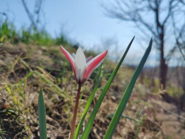 Leydi lale, Tulipa insuana veya Crocus güzel çiçekler. 