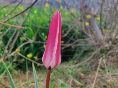 Leydi lale, Tulipa insuana veya Crocus güzel çiçekler. 