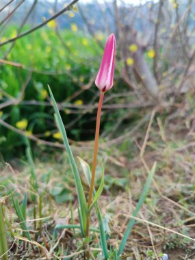 Leydi lale, Tulipa insuana veya Crocus güzel çiçekler. 