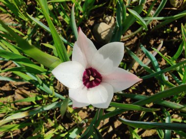 Leydi lale, Tulipa insuana veya Crocus güzel çiçekler. 