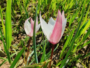 Leydi lale, Tulipa insuana veya Crocus güzel çiçekler. 