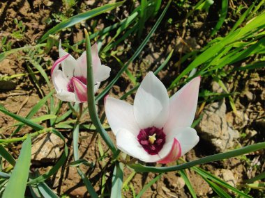 Leydi lale, Tulipa insuana veya Crocus güzel çiçekler. 