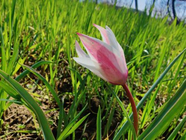 Leydi lale, Tulipa insuana veya Crocus güzel çiçekler. 
