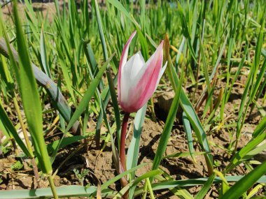 Leydi lale, Tulipa insuana veya Crocus güzel çiçekler. 