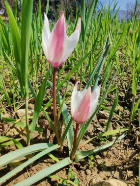 Leydi lale, Tulipa insuana veya Crocus güzel çiçekler. 