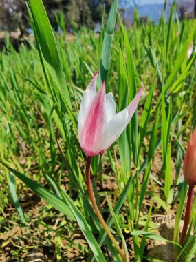 Leydi lale, Tulipa insuana veya Crocus güzel çiçekler. 