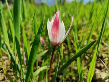 Leydi lale, Tulipa insuana veya Crocus güzel çiçekler. 