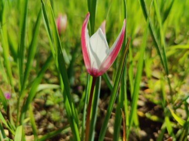 Leydi lale, Tulipa insuana veya Crocus güzel çiçekler. 