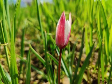 Leydi lale, Tulipa insuana veya Crocus güzel çiçekler. 