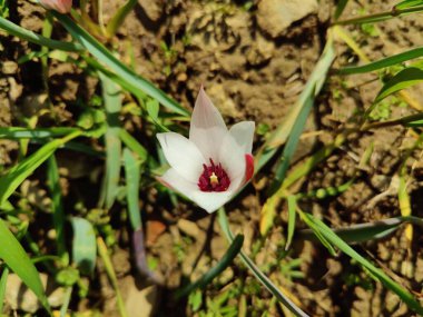 Leydi lale, Tulipa insuana veya Crocus güzel çiçekler. 