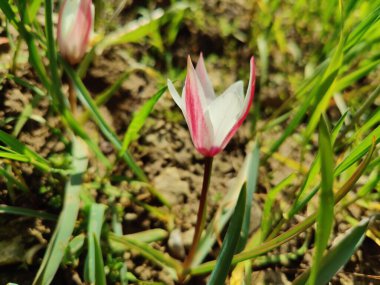 Leydi lale, Tulipa insuana veya Crocus güzel çiçekler. 