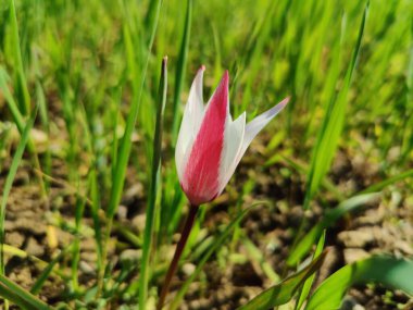 Leydi lale, Tulipa insuana veya Crocus güzel çiçekler. 