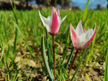Leydi lale, Tulipa insuana veya Crocus güzel çiçekler. 