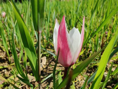 Leydi lale, Tulipa insuana veya Crocus güzel çiçekler. 