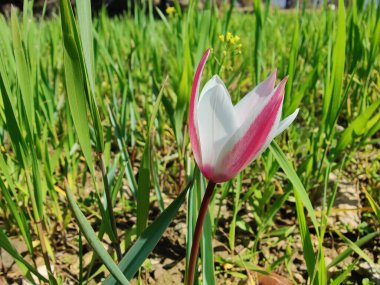 Leydi lale, Tulipa insuana veya Crocus güzel çiçekler. 