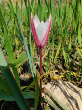 Leydi lale, Tulipa insuana veya Crocus güzel çiçekler. 