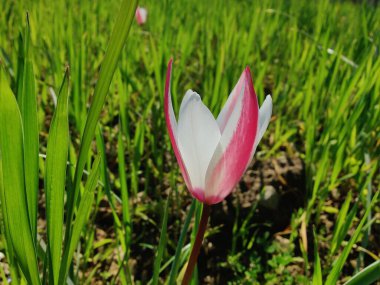 Leydi lale, Tulipa insuana veya Crocus güzel çiçekler. 