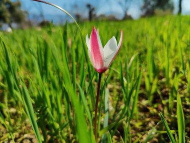 Leydi lale, Tulipa insuana veya Crocus güzel çiçekler. 