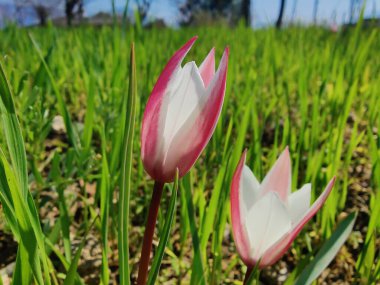 Leydi lale, Tulipa insuana veya Crocus güzel çiçekler. 