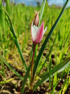 Leydi lale, Tulipa insuana veya Crocus güzel çiçekler. 