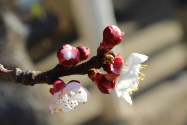 Kayısı çiçeği veya erik armeniaca