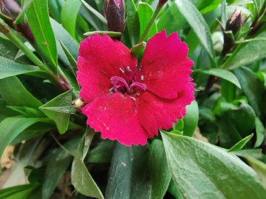 Dianthus, Telstar Carmine veya karanfil güzel çiçekler 
