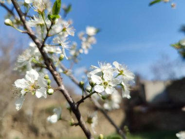 Tesisat, erik çiçeği ya da taş meyvesi beyaz çiçekleri 