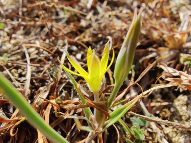 Gagea Minima veya en azından Gagea sarı çiçekleri